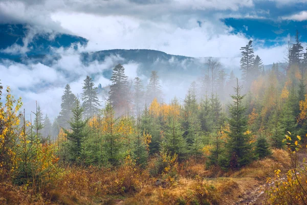 Carpathian misty valley — Stock Photo, Image