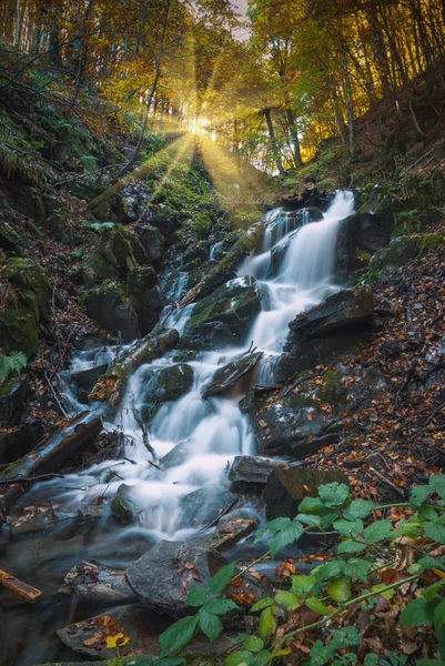 Cascade des Carpates en forêt — Photo