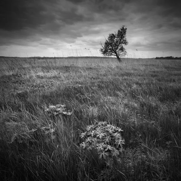 Vale escuro com árvore solitária — Fotografia de Stock