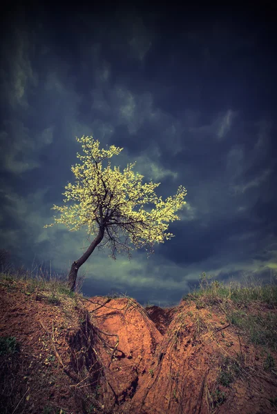 Винтажное цветущее дерево — стоковое фото