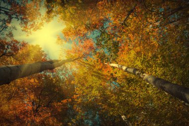 Ağaçlı sonbahar ormanı