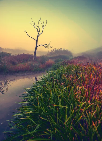 Foggy river with death tree — Stock Photo, Image