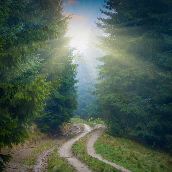 Bosque brumoso camino — Foto de Stock