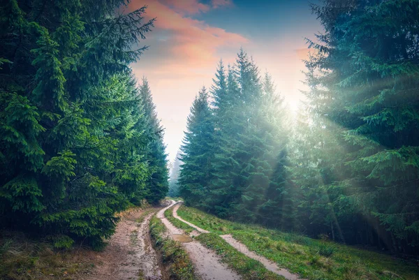 Bosque de los Cárpatos en luz surset — Foto de Stock