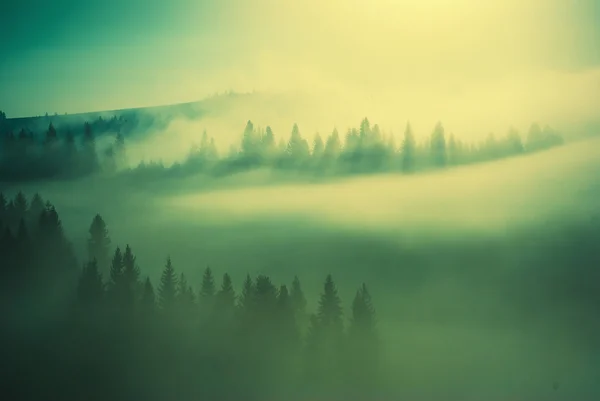 Golden Carpathian fog — Stock Photo, Image