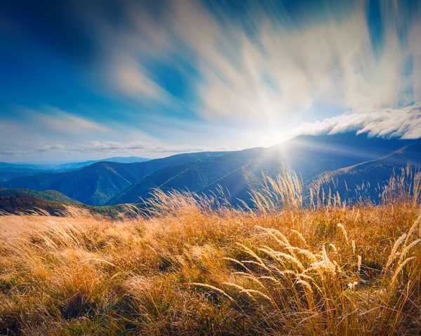 Grass on a wind — Stock Photo, Image