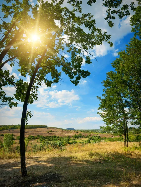 Green valley  with  sun — Stock Photo, Image