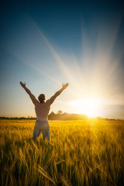 Buğday tarlasında bir adam