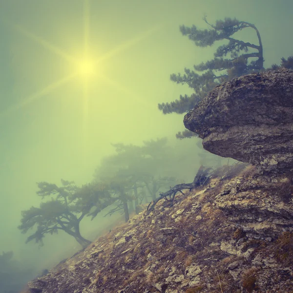 Foggy forest on  hillside — Stock Photo, Image