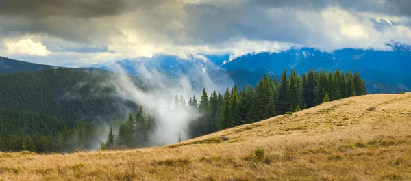 Forest in a fog — Stock Photo, Image