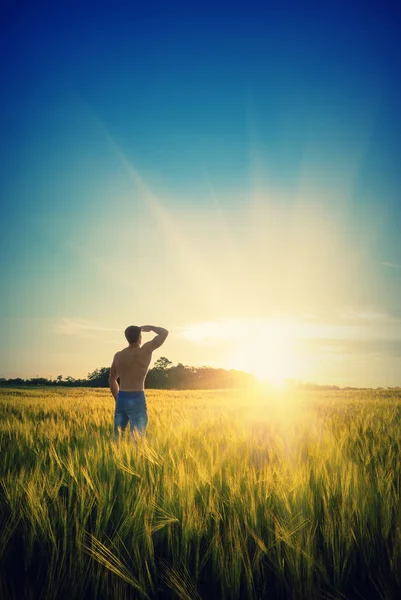 Homme dans le champ de blé — Photo