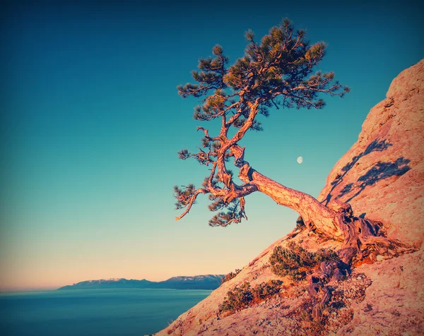 Lonely pine tree — Stock Photo, Image