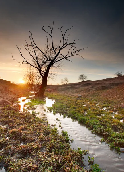 Одинокое дерево и ручей — стоковое фото
