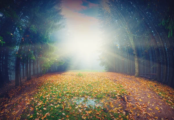 魔法の秋の森 — ストック写真