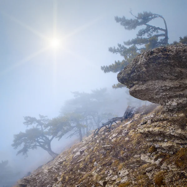 Туманный лес на склоне холма — стоковое фото