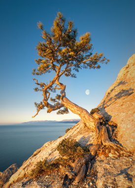 Yalnız çam ağacı