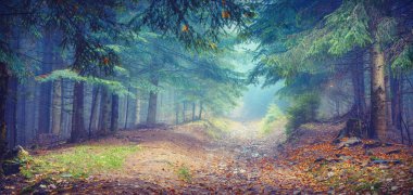Misty Carpathian forest, vintage