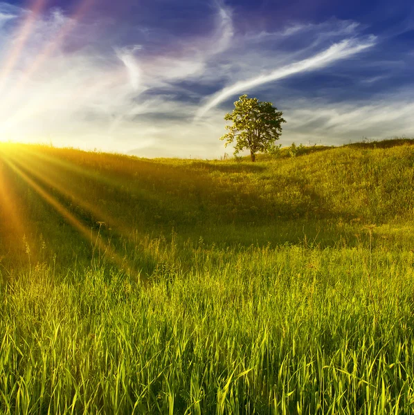 Paisagem com árvore solitária — Fotografia de Stock