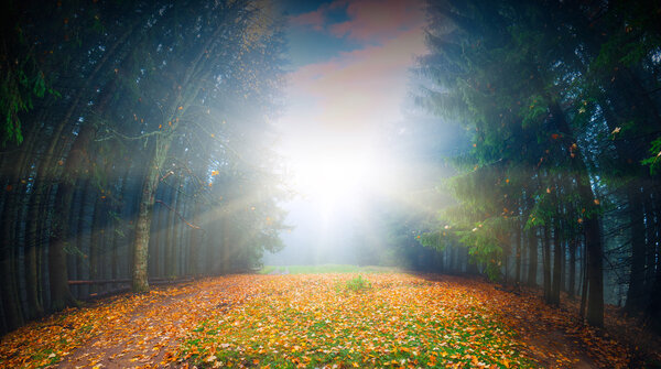 The rays of rising sun in a magic autumn forest