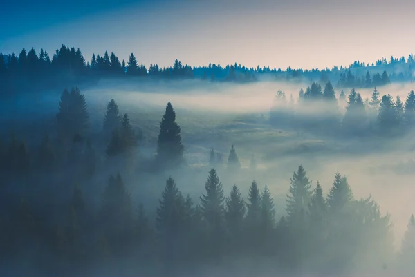 Madera brumosa — Foto de Stock