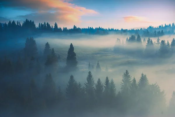 Manhã neblina madeira — Fotografia de Stock