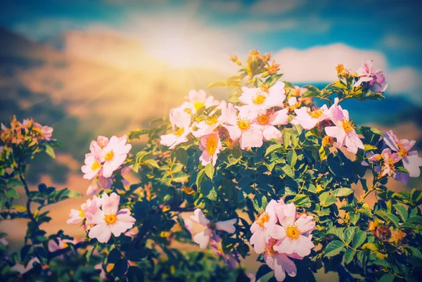 Chá de montanha rosa — Fotografia de Stock