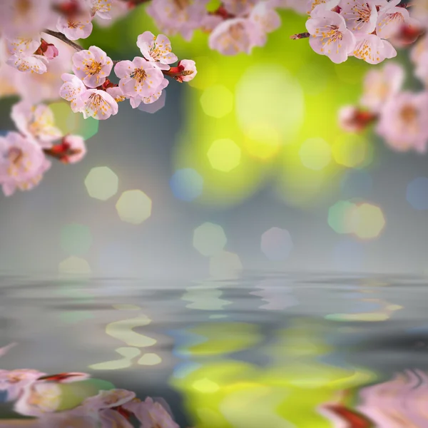 Fondo de flores —  Fotos de Stock