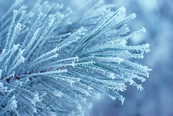 Foresta hoar-frost 41 — Foto Stock