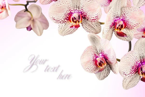 Orchidea virágok — Stock Fotó