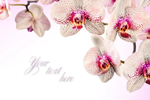 Orchideebloemen — Stockfoto