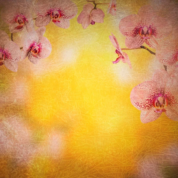 Orchidea virágok háttér — Stock Fotó