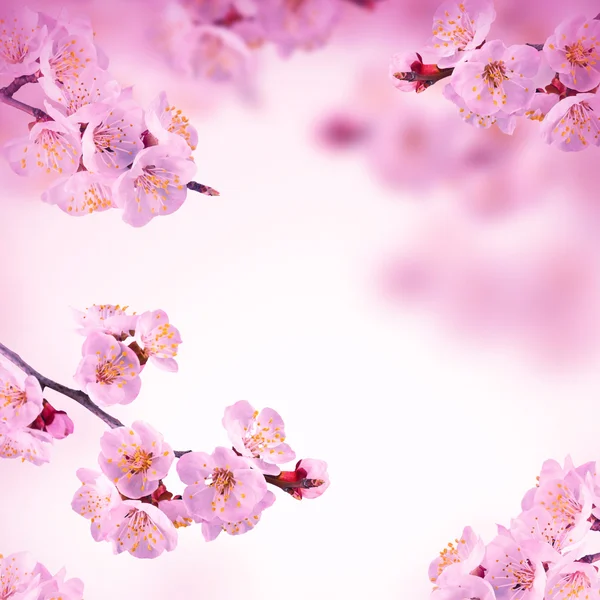 Spring background with pink blossom — Stock Photo, Image