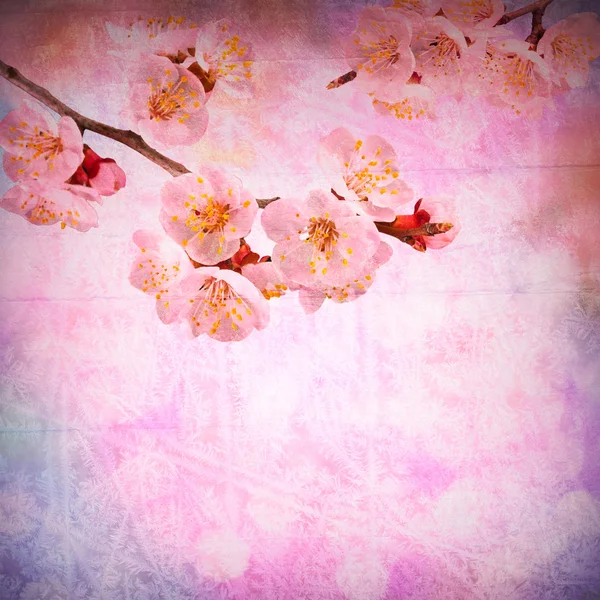 Våren blommor bakgrund — Stockfoto