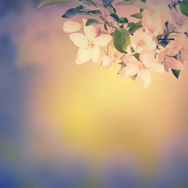 Våren blommor bakgrund — Stockfoto