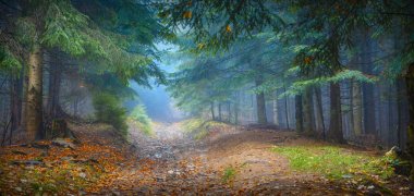 Misty Carpathian forest clipart