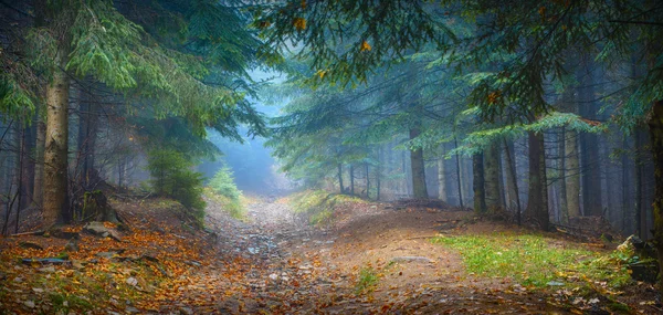 Foresta nebbiosa dei Carpazi — Foto Stock