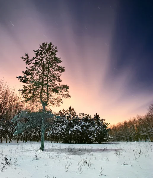 밤 눈 숲 — 스톡 사진