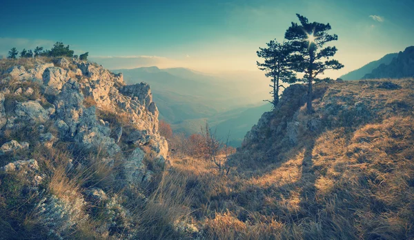 Pinetree Tarah-Haya — Stok fotoğraf