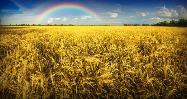 Радуга над пшеничным полем — стоковое фото