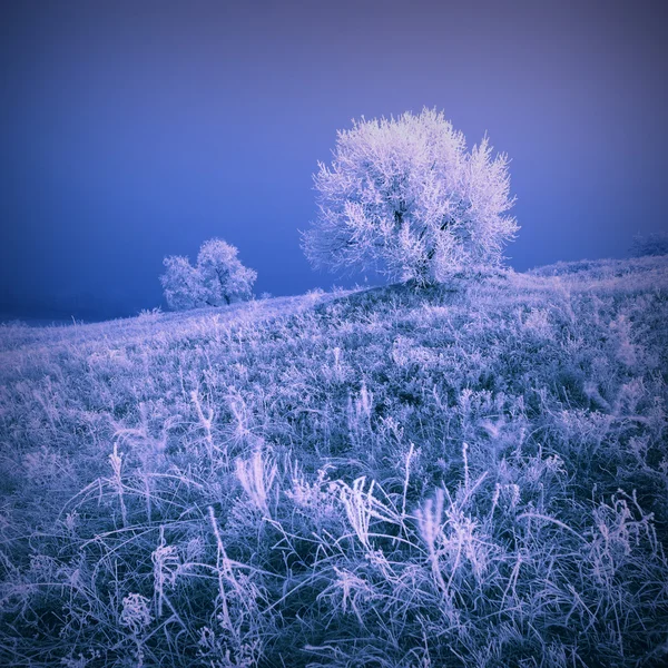 樹氷バレー — ストック写真