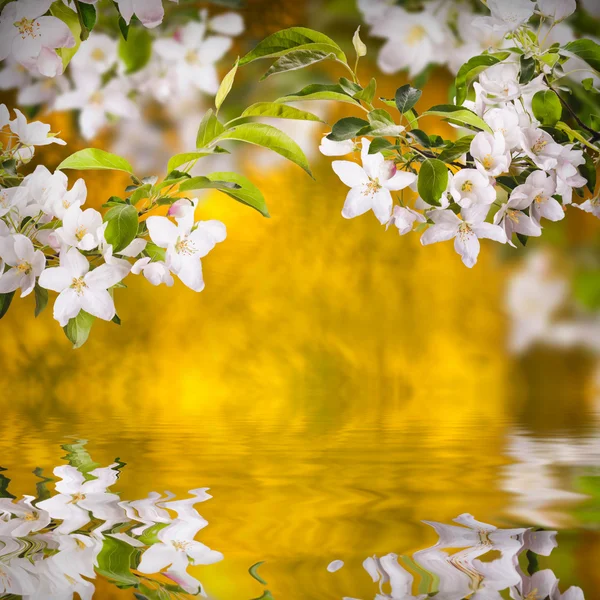 苹果花背景 — 图库照片