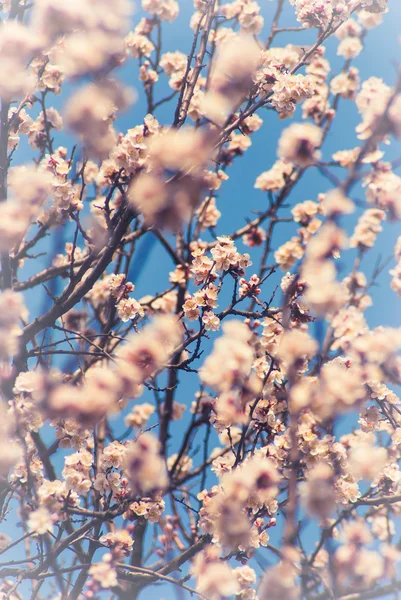 Fondo de flores de albaricoque —  Fotos de Stock