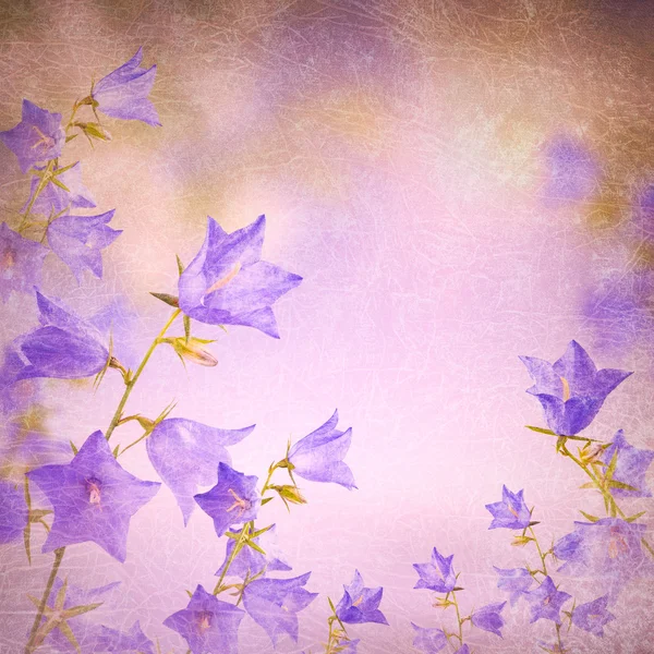 Колокольчик цветы фон — стоковое фото