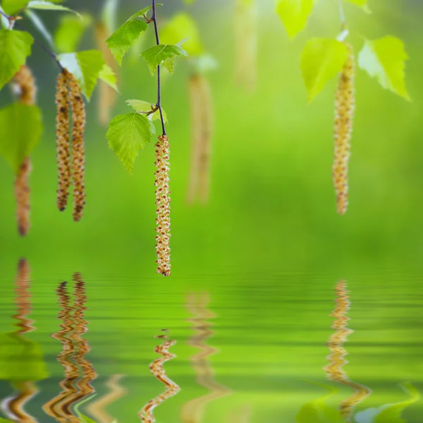 Bříza větev odráží ve vodě — Stock fotografie