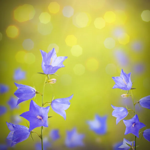 Φόντο μπλε λουλούδια — Φωτογραφία Αρχείου