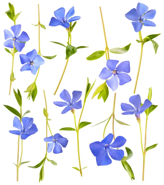 Blue spring flowers collage — Stock Photo, Image