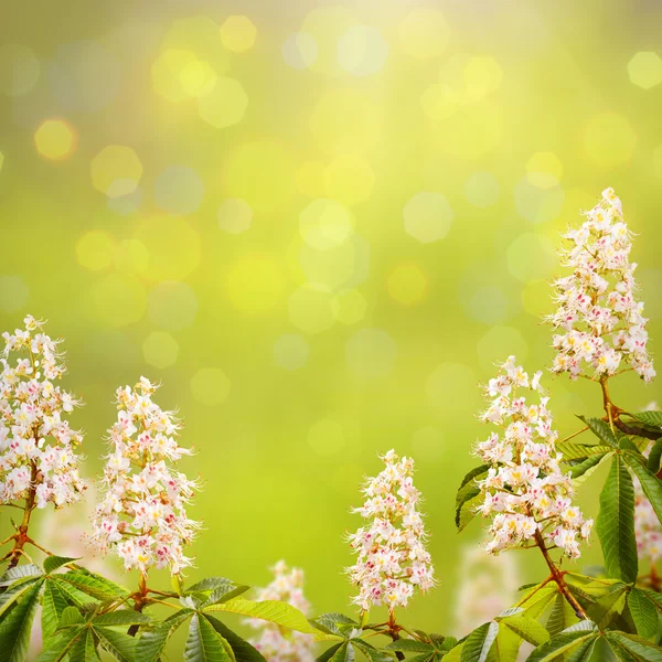 Chestnut flowers background — Stock Photo, Image