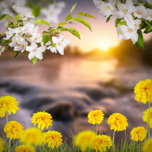 Fundo flor — Fotografia de Stock