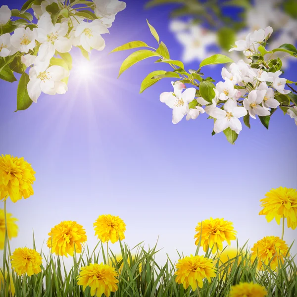 Fondo de flores — Foto de Stock