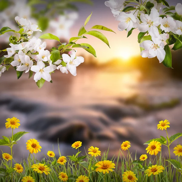 Fondo de flores —  Fotos de Stock